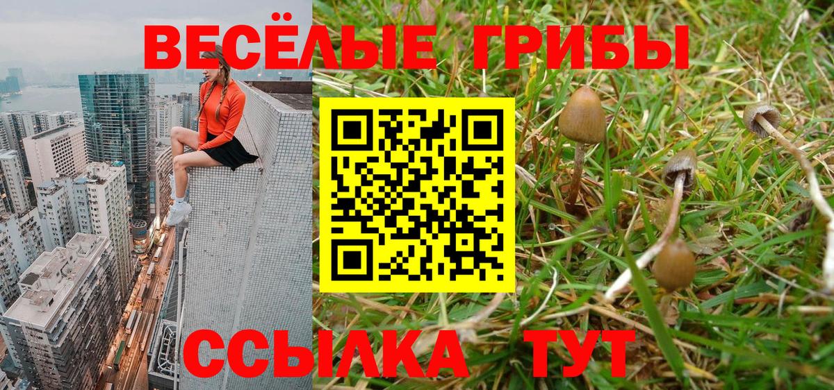 Псилоцибиновые грибы Psilocybine cubensis Обь